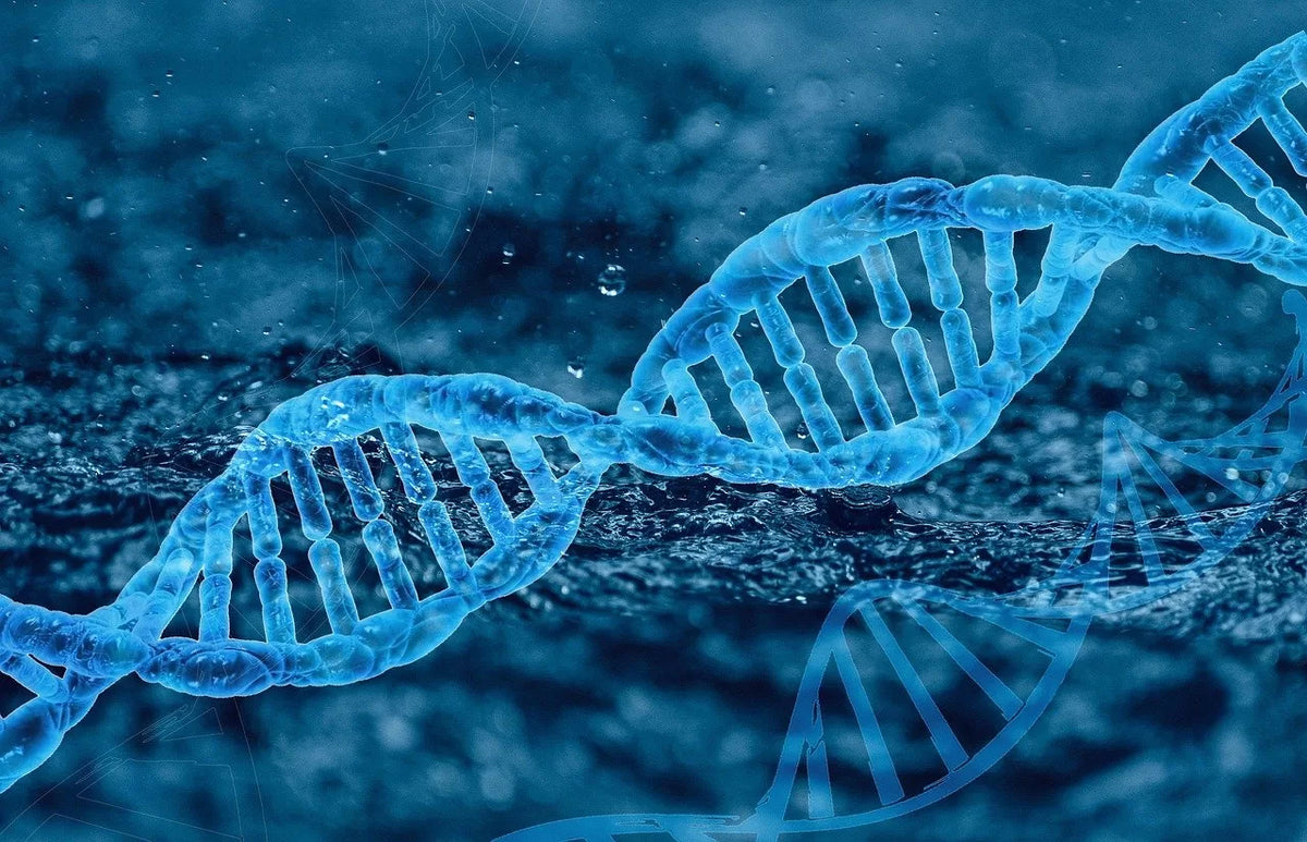 DNA methylation