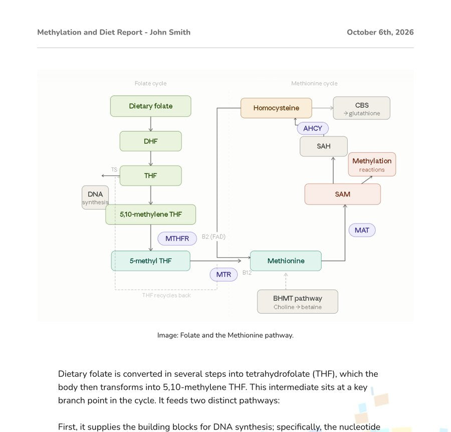 Example report page: a diagram of the folate and methionine pathway.